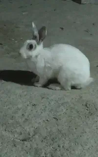 خرگوش
