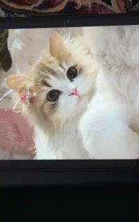 تبلت سامسونگ a8