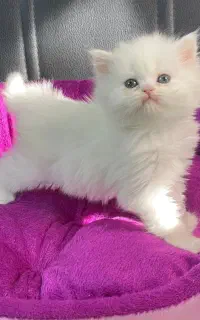 سفید و گارفیلدی