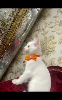 بچه گربه بریتیش