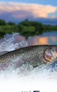 ماهی  قزل آلا زنده ده بالا یزد