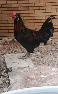 نژاد دار