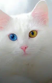 گربه پیدا شده