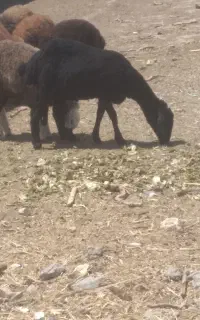 بره ماده شکم اول