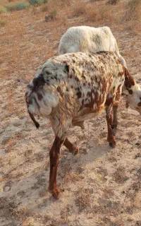 بره سرحال روزگاری