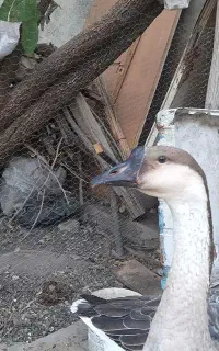 دو عددقو غاز