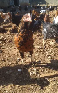 مرغ و خروس پنج ماهه