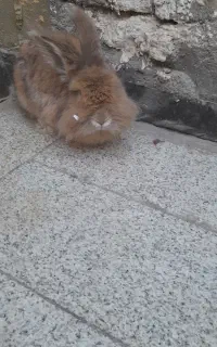 خرگوش لپ