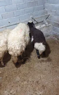 کودگوسفندی کیسه زده خشک وآماده