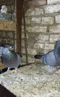 کفتر نروماده سبز کاکلی پرشتی