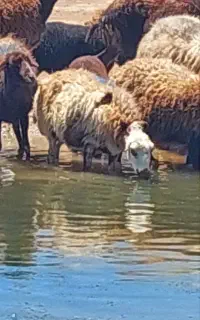 میش و بره