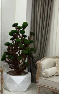 درخت جاودان