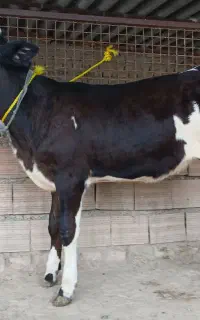گوساله سیمینتال ماده ۴ماهه جنس بالا کلفت تل گاو