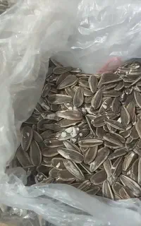 تخمه تازه زیر قیمت بازار.