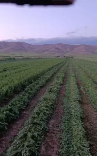 یونجه
