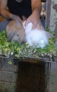 خرگوش نر و ماده لوپ