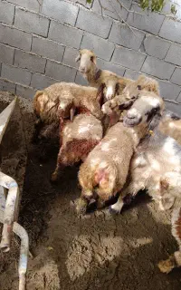 میش بره داشتی