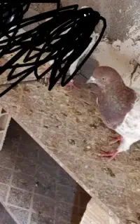 کاس