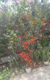 واگذاری یک جفت سگ خانگی