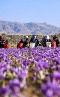 کارگر زعفران چینی