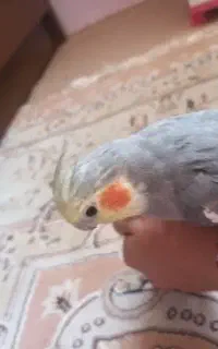 عروس هلندی با قفس.