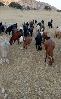 بز جوان داشتی