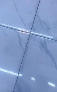 نیروی مرغ ماهی قصابی