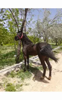 فروش نریان