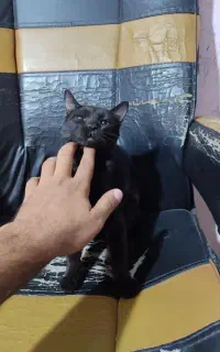 گربه