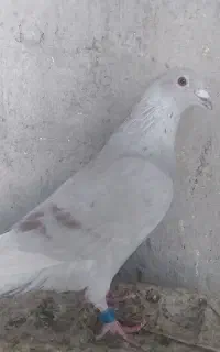 نروماده الماسی دلبر سبز پلاکی مسافتی