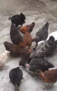 جوجه