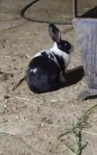 بچه خرگوش سه ماهه