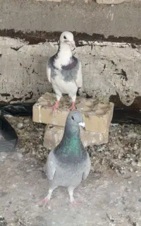 نرو ماده مسافتی