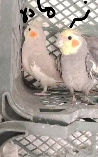 یک جفت عروس هلندی با۲ تا جوجه