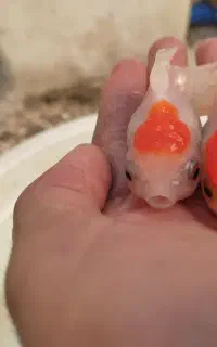 ماهی گلدفیش مولد