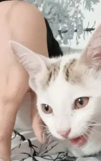 فروش گربه