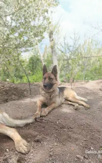 سگ ژرمن شپرد