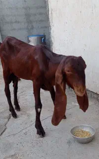 نره پاکستانی اصل