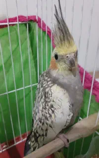 عروس هلندی جوان و سرحال