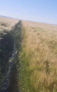 جو درجه یک بذری سیبی(بهمن)
