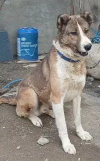 واگذاری سگ آدامجل