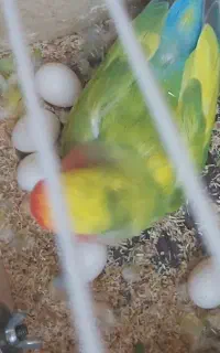طوطی برزیلی جفت