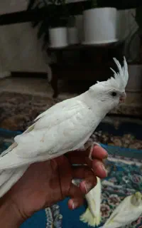 عروسی هلندی