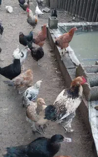 تعدادی خروس نیمچه