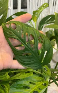 پتوس حصیری پربوته ریشه پر