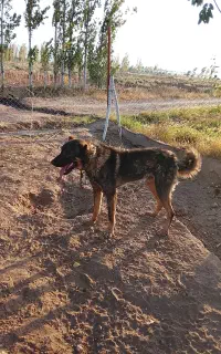 سگ نروتوله سگ نر