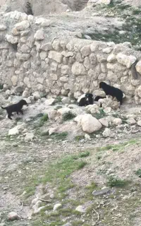 واگزاری تعدادی توله سگ