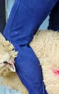 ذبح و قصابی حرفه ای در محل
