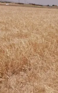 کاه جو
