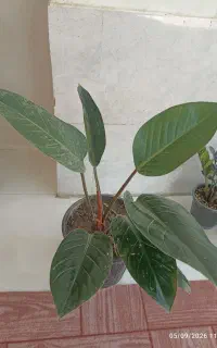 گل های زیبا